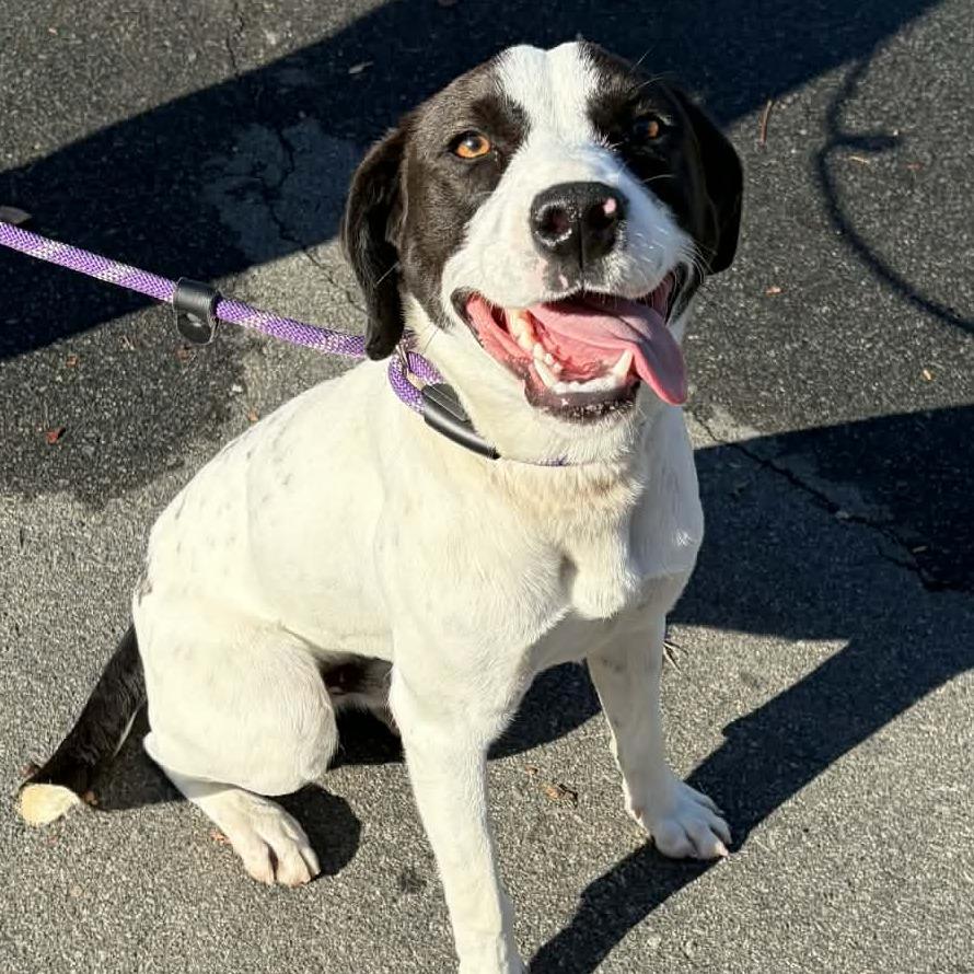 Spruce, a Adoptable mixed breed in Colorado Springs, CO image 5/6