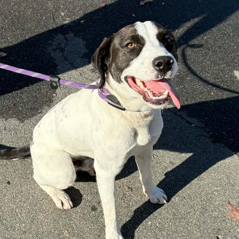 Spruce, a Adoptable mixed breed in Colorado Springs, CO image 6/6