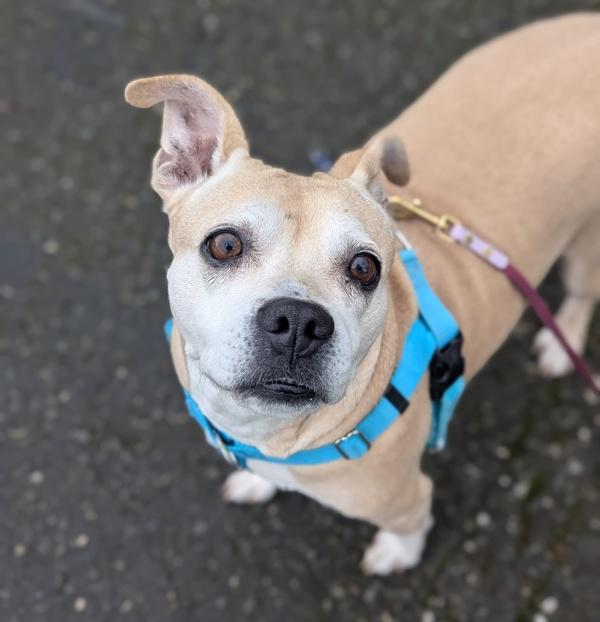 Polly Pocket, Adoptable, Adult Female Pit Bull Terrier.