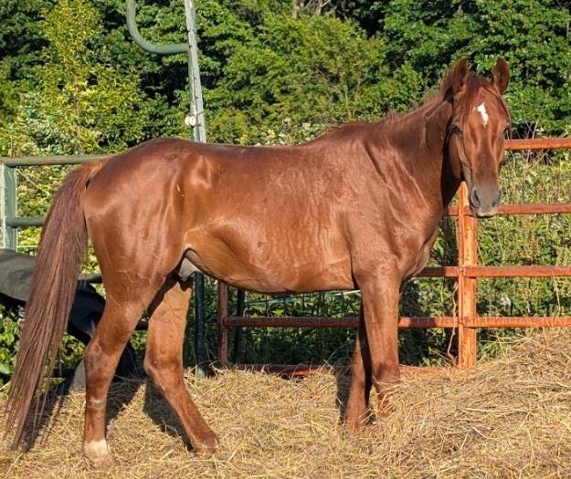 Enlarge Wrigley - ATFO 2026 Showcase Division, a Adoptable mixed breed in Huntington, WV image 1/6