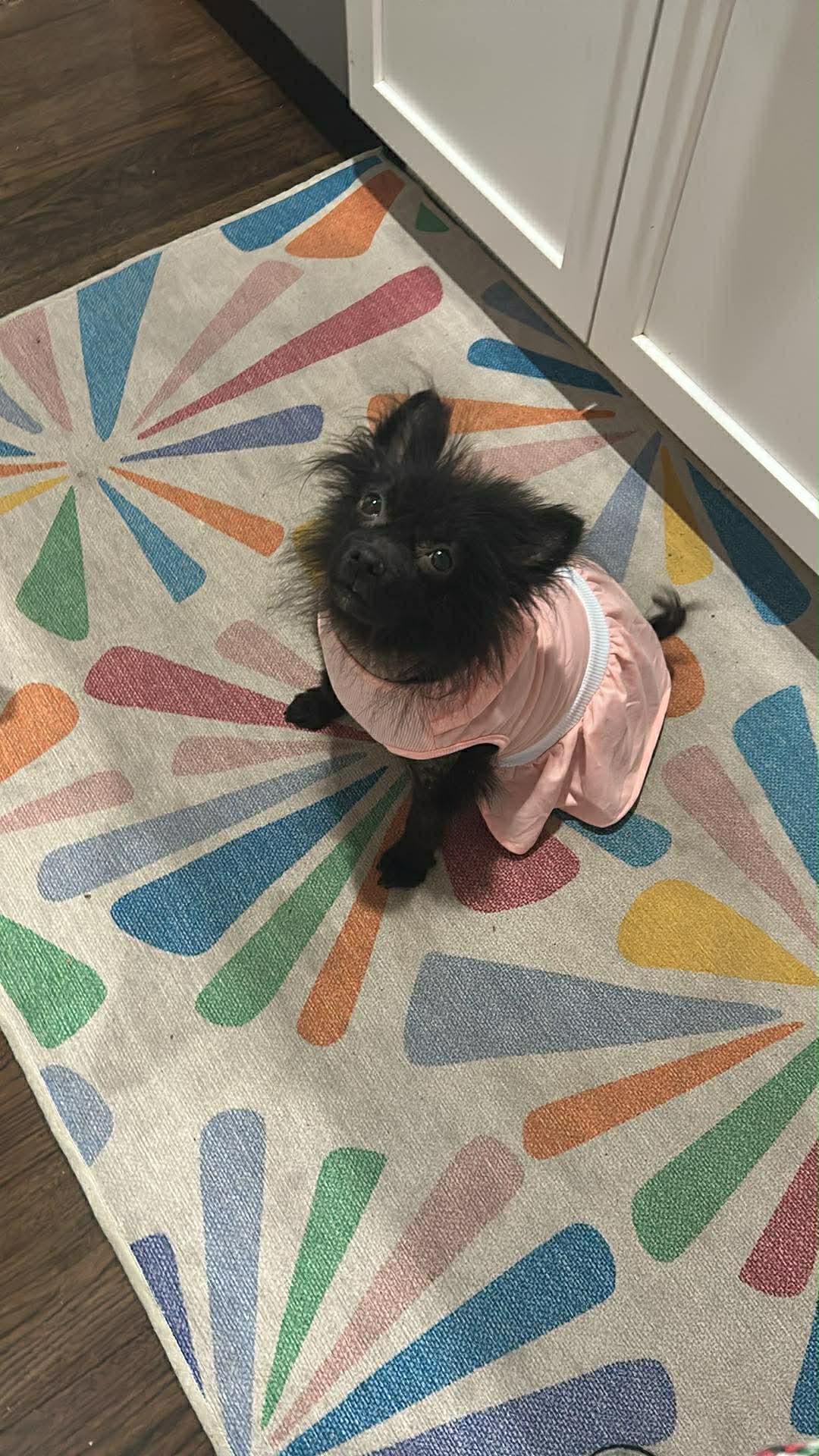 Patricia, Adoptable, Senior Female Pomeranian.