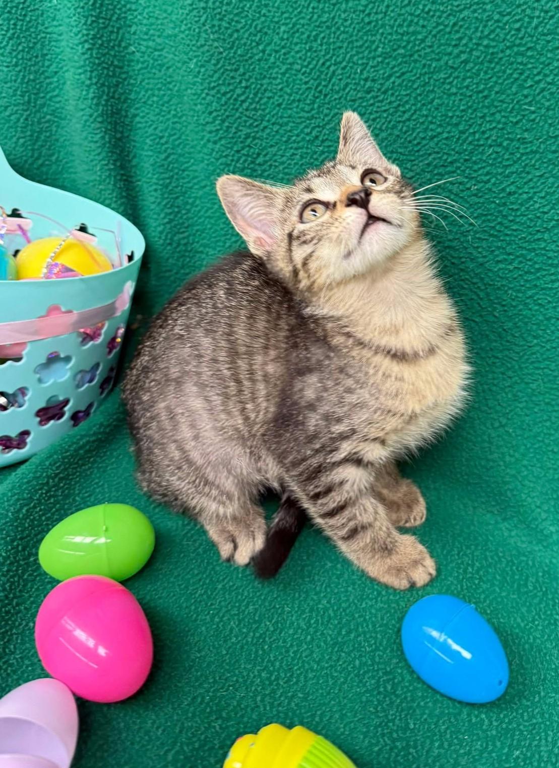 Larry, an adoptable mixed breed in Maryville, MO image 3/4