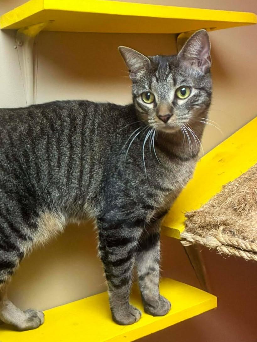 Larry, adoptable, Young Male Domestic Short Hair.