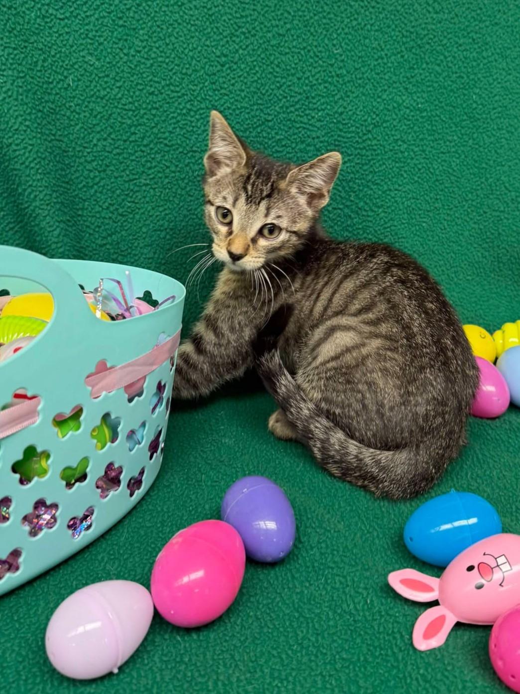 Larry, an adoptable mixed breed in Maryville, MO image 4/4