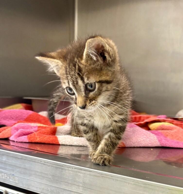 Ruff Tuff, Adoptable, Young Male Domestic Short Hair.
