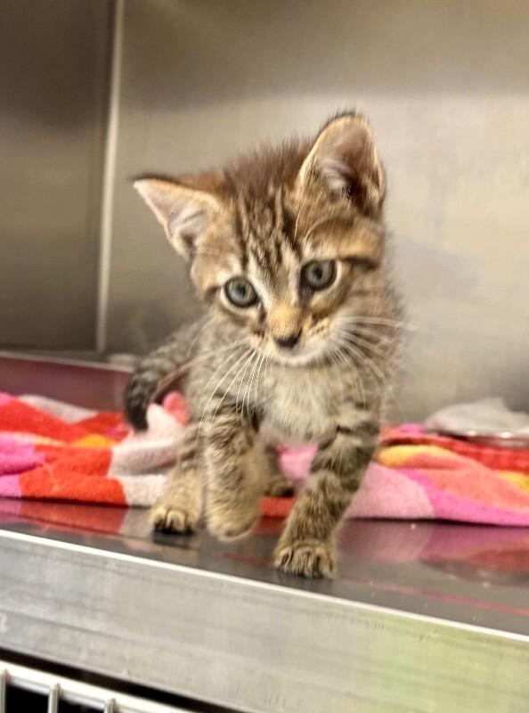 Ruff Tuff, a Adoptable Domestic Short Hair in Providence Forge, VA image 2/3