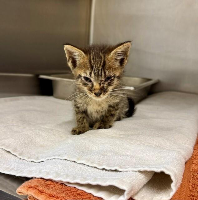 Ruff Tuff, a Adoptable Domestic Short Hair in Providence Forge, VA image 3/3