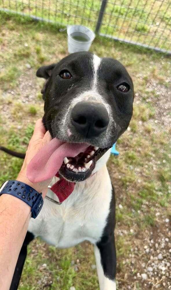 Grant, a Adoptable mixed breed in Scott, LA image 1/6