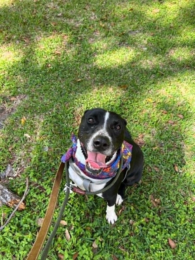 Grant, a Adoptable mixed breed in Scott, LA image 2/6