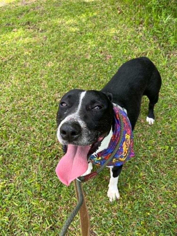 Grant, a Adoptable mixed breed in Scott, LA image 3/6
