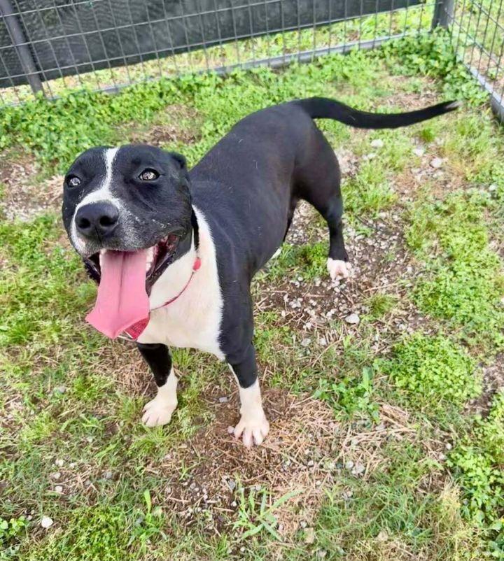 Grant, a Adoptable mixed breed in Scott, LA image 4/6