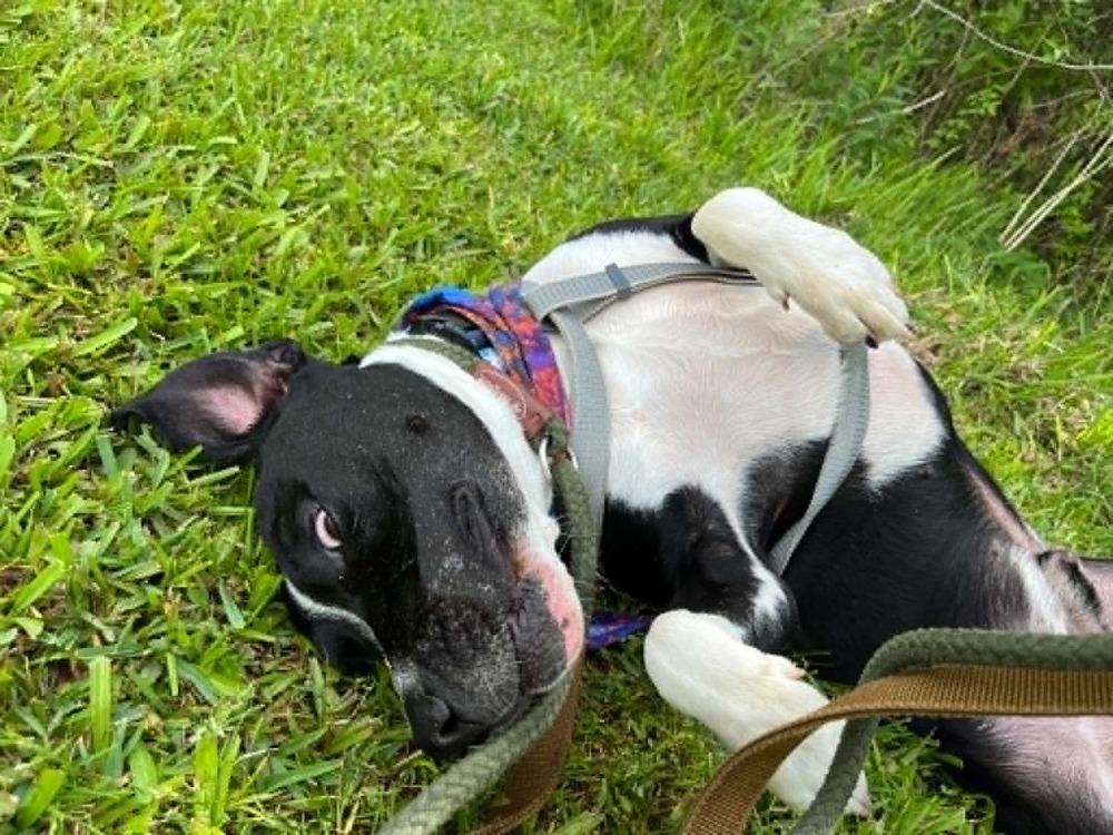 Grant, a Adoptable mixed breed in Scott, LA image 5/6