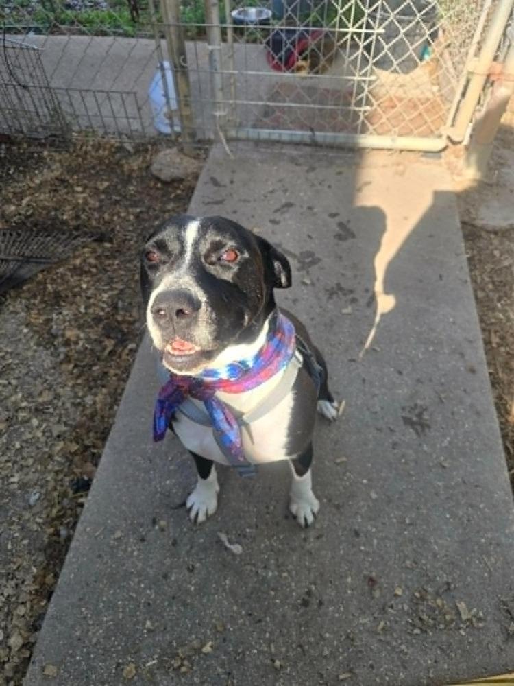 Grant, a Adoptable mixed breed in Scott, LA image 6/6