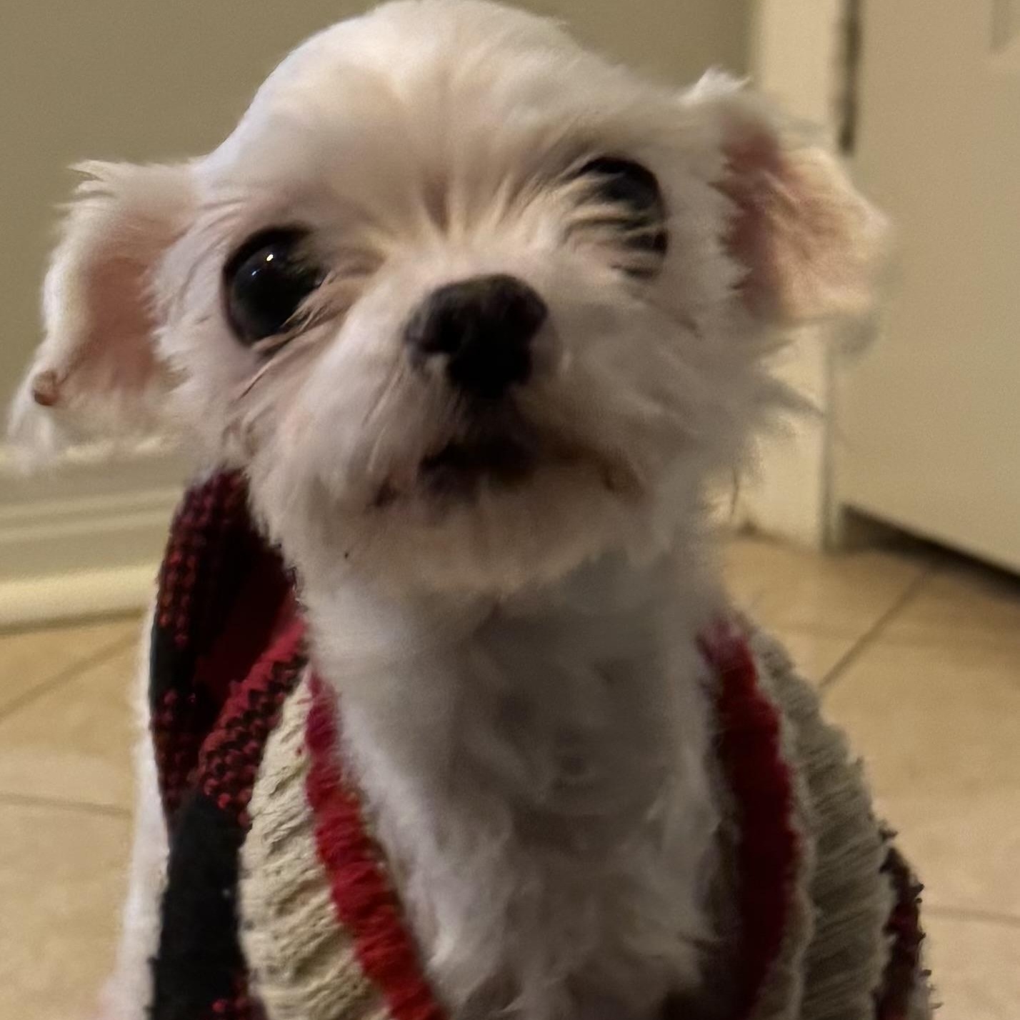 Mini Fée, a ADOPTABLE mixed breed in Scarborough, ON image 1/6