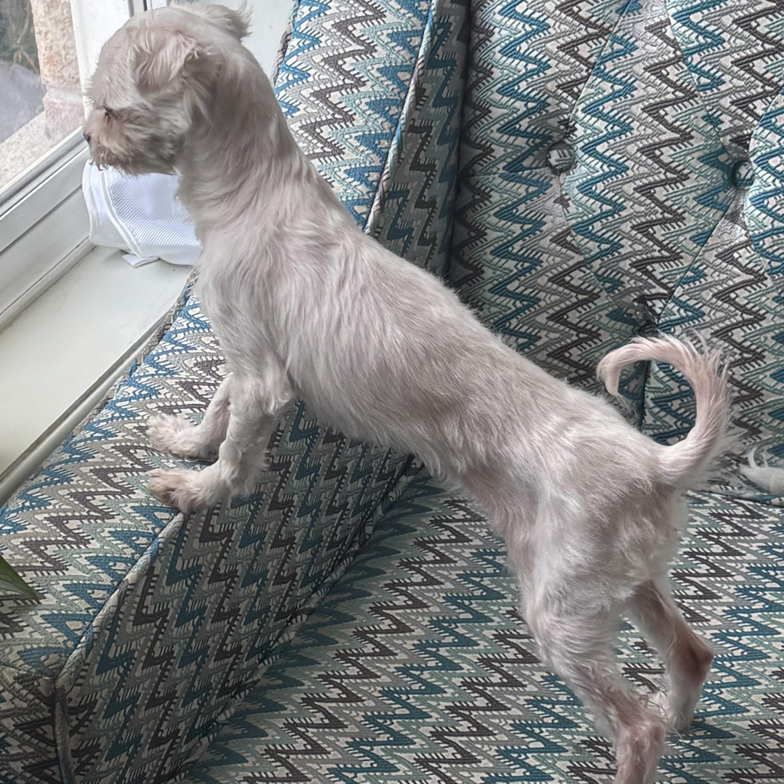 Mini Fée, a ADOPTABLE mixed breed in Scarborough, ON image 2/6