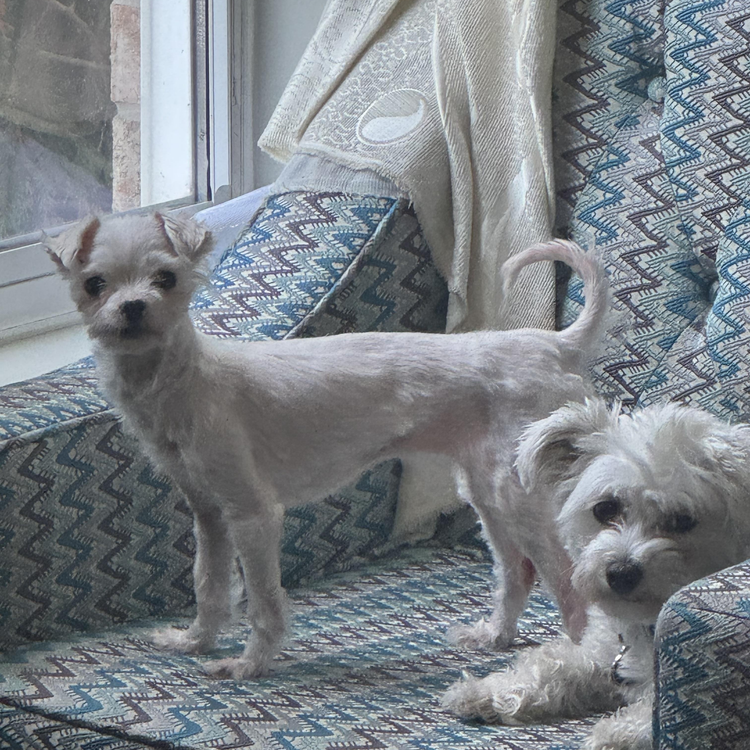 Mini Fée, a ADOPTABLE mixed breed in Scarborough, ON image 3/6