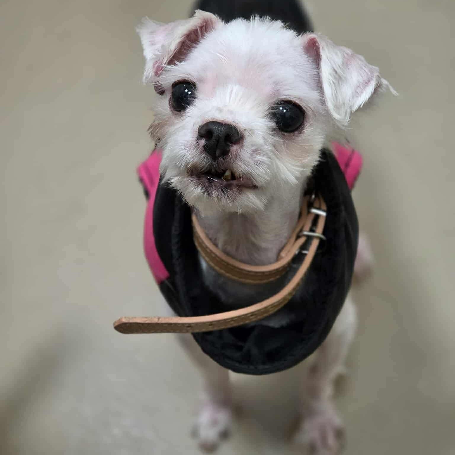 Mini Fée, a ADOPTABLE mixed breed in Scarborough, ON image 4/6