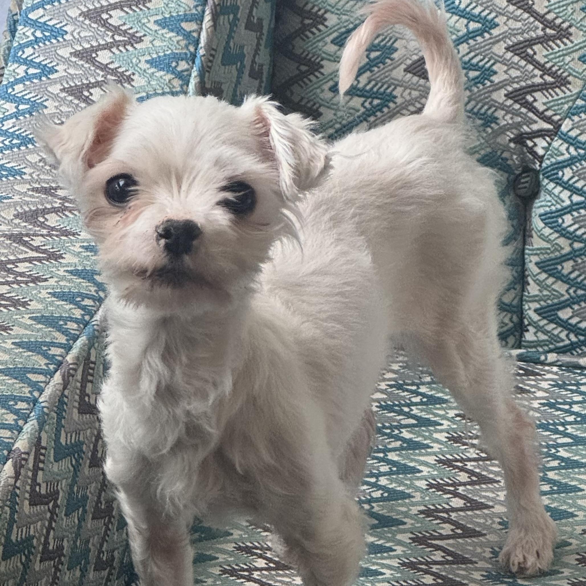 Mini Fée, a ADOPTABLE mixed breed in Scarborough, ON image 5/6