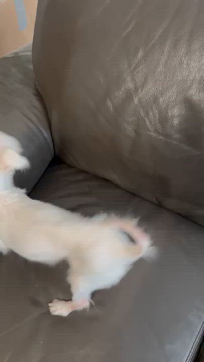 Enlarge Mini Fée, a ADOPTABLE mixed breed in Scarborough, ON video 6/6