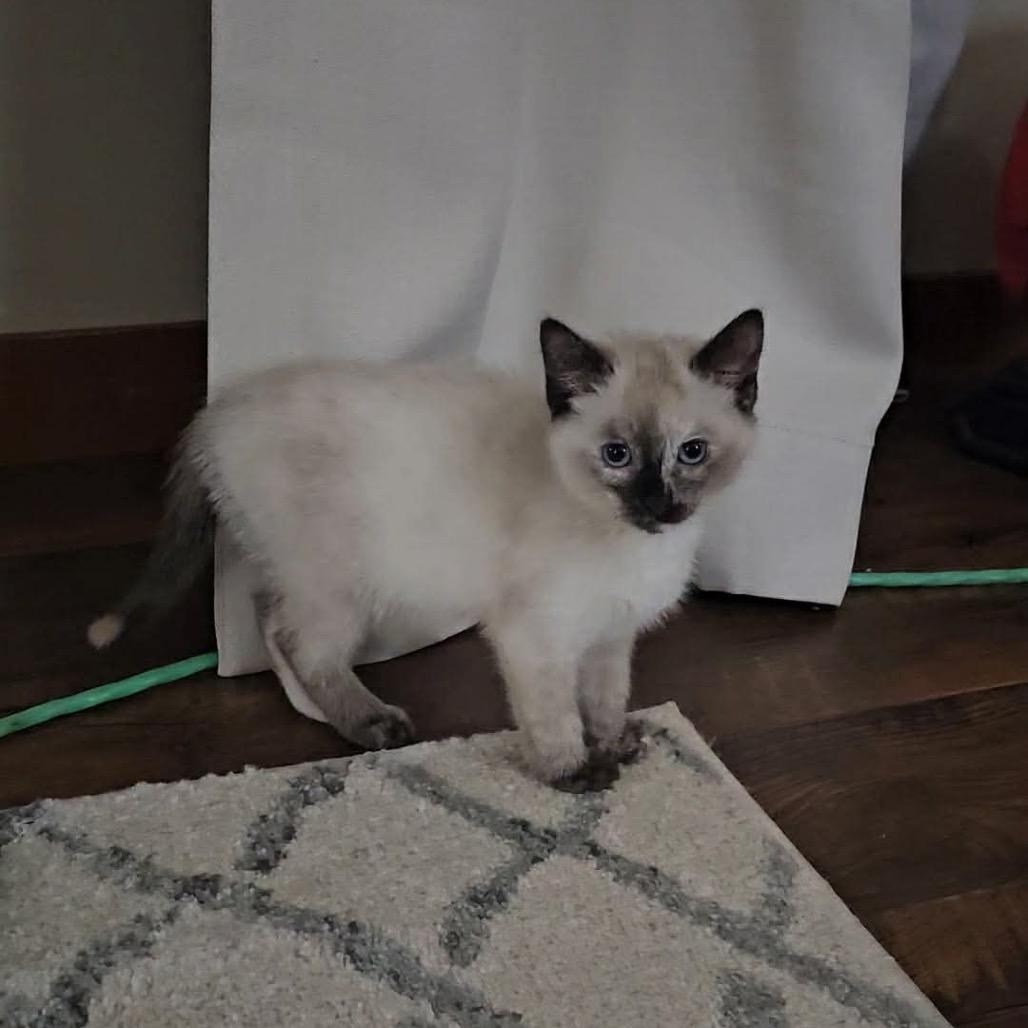 Enlarge Nova, a Adoptable Siamese in Ferndale, WA image 1/2