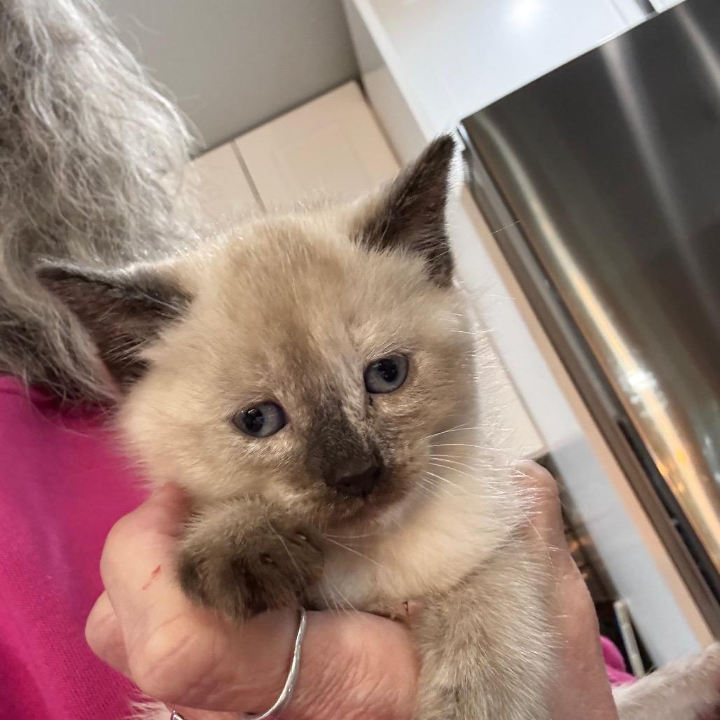 Enlarge Nova, a Adoptable Siamese in Ferndale, WA image 2/2