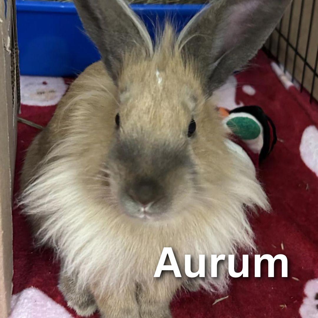Aurum, Adopted, Young Female Lionhead.