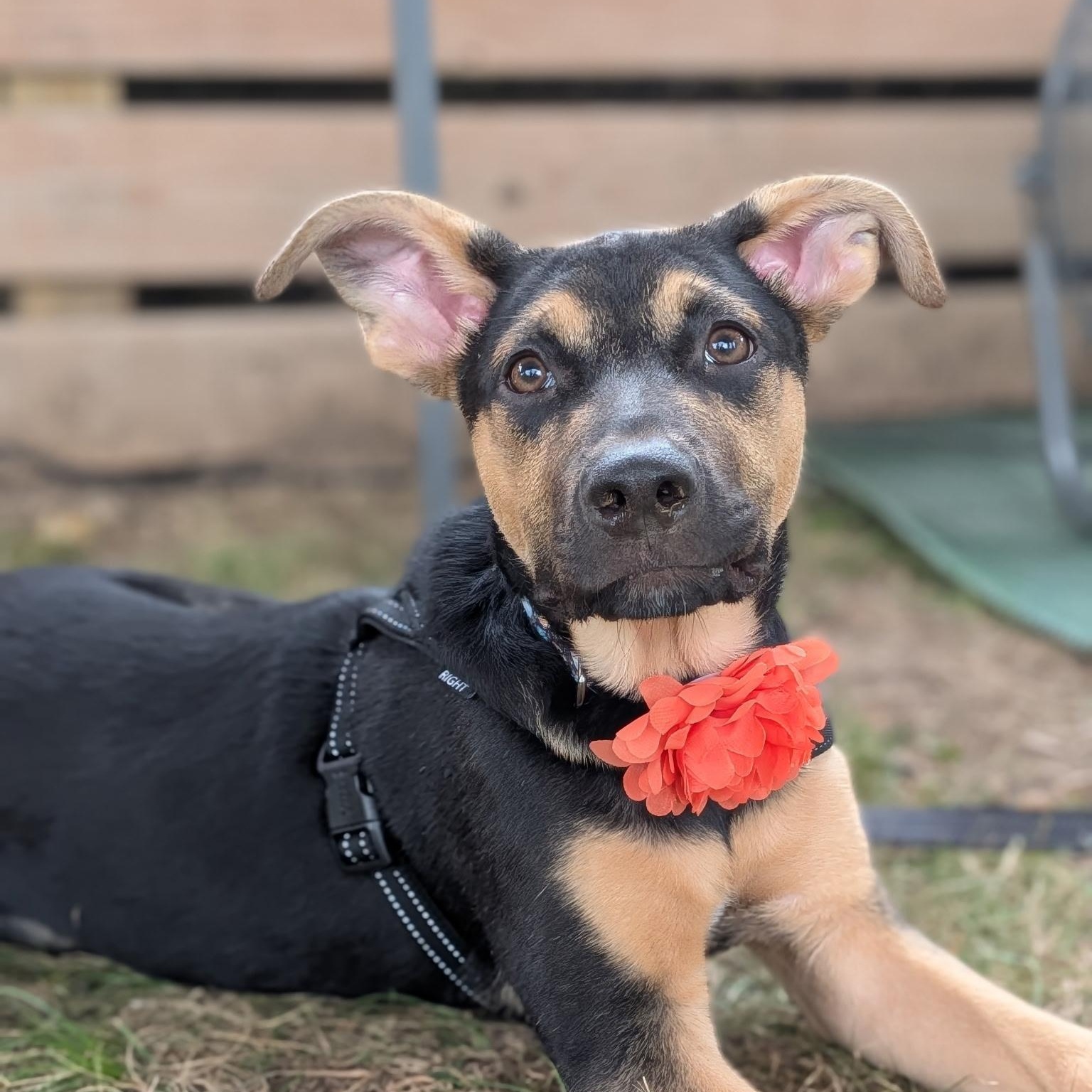 Enlarge Ashley Olsen, a Adoptable mixed breed in Spring hill, TN image 6/6