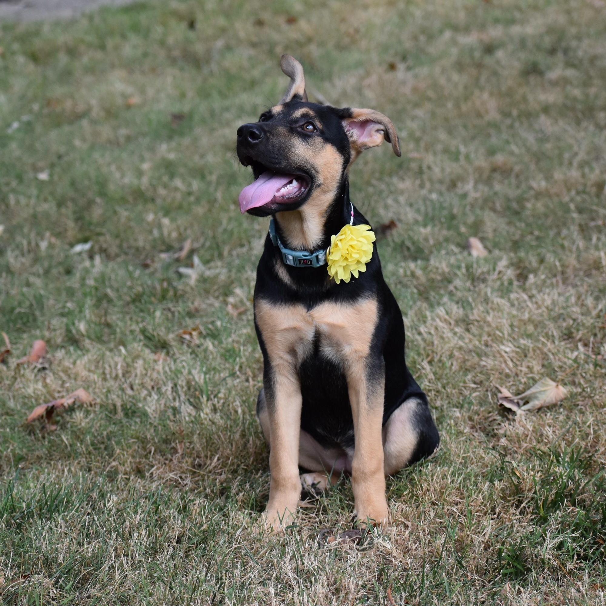 Enlarge Ashley Olsen, a Adoptable mixed breed in Spring hill, TN image 5/6