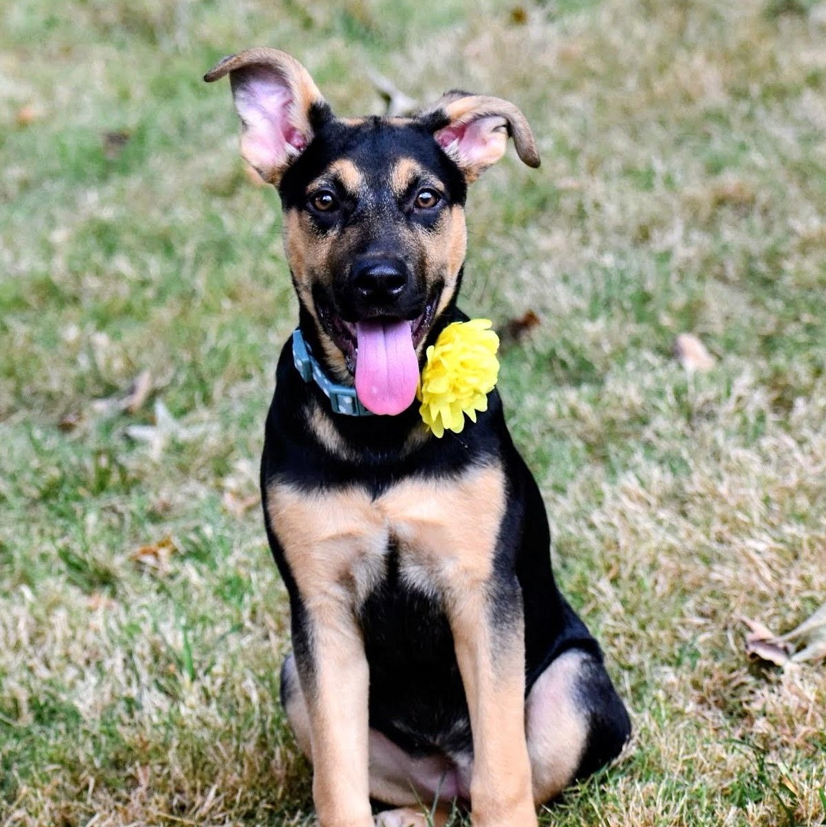Enlarge Ashley Olsen, a Adoptable mixed breed in Spring hill, TN image 3/6