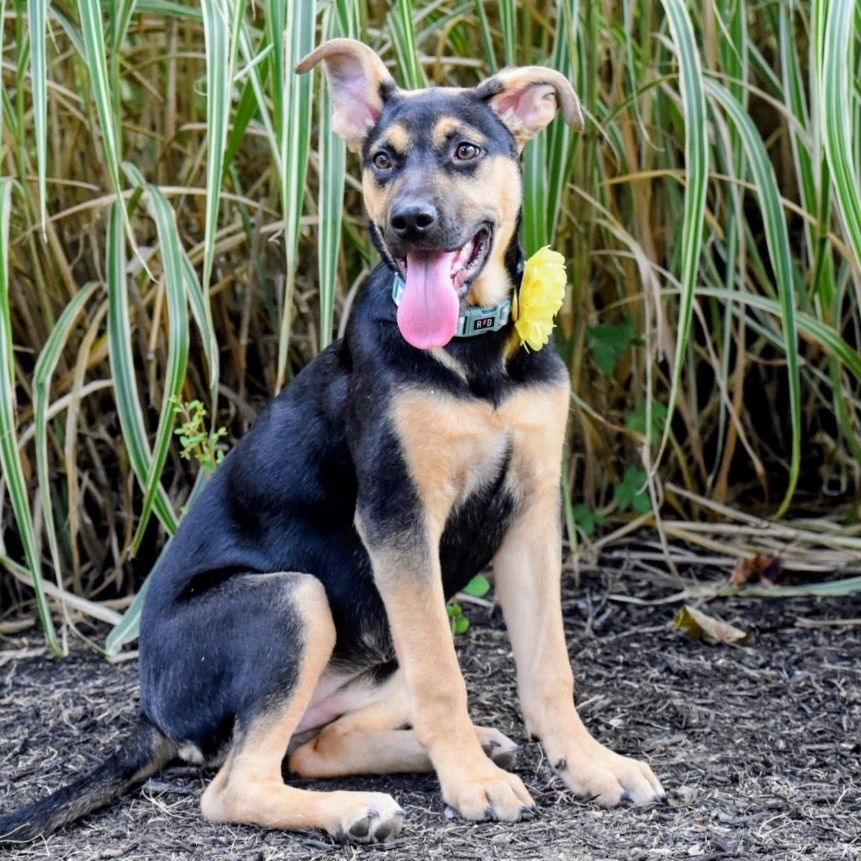Enlarge Ashley Olsen, a Adoptable mixed breed in Spring hill, TN image 4/6