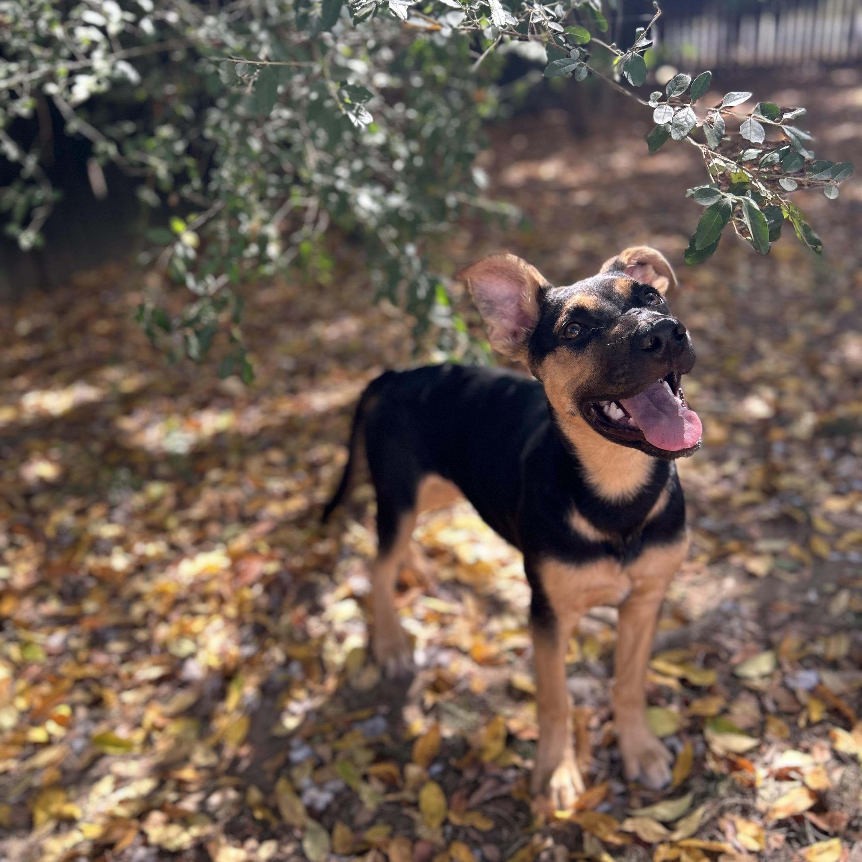 Enlarge Ashley Olsen, a Adoptable mixed breed in Spring hill, TN image 2/6