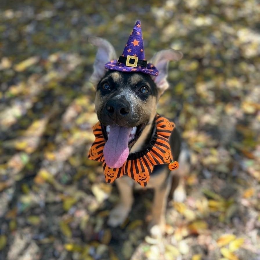 Enlarge Ashley Olsen, a Adoptable mixed breed in Spring hill, TN image 1/6