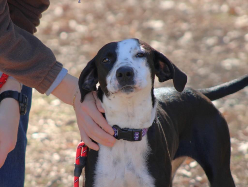 FLUORESCE, Adoptable, Adult Female Hound & Mixed Breed.