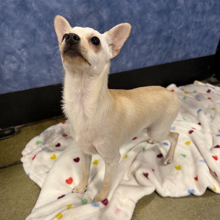 Enlarge Curly, a Adoptable mixed breed in Antioch, CA image 3/6