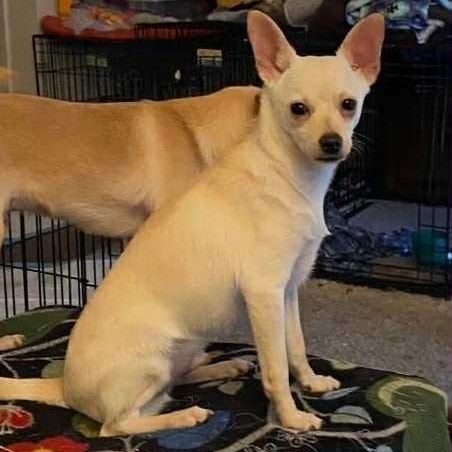 Enlarge Curly, a Adoptable mixed breed in Antioch, CA image 5/6