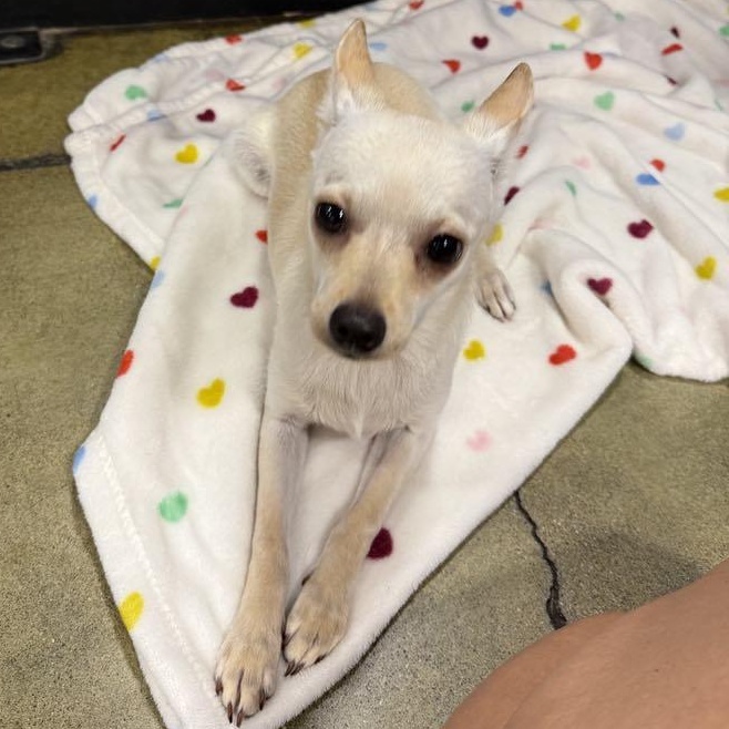 Enlarge Curly, a Adoptable mixed breed in Antioch, CA image 4/6