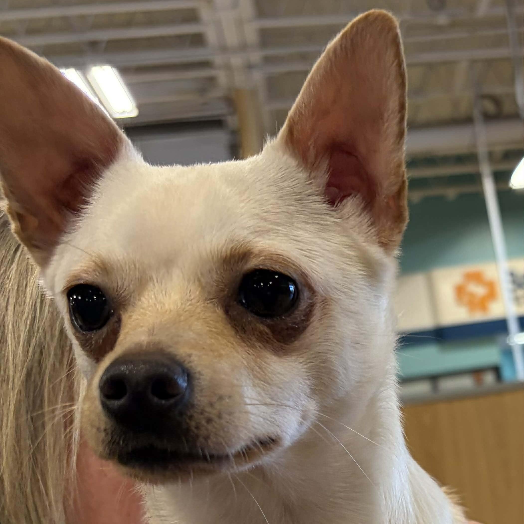 Enlarge Curly, a Adoptable mixed breed in Antioch, CA image 6/6