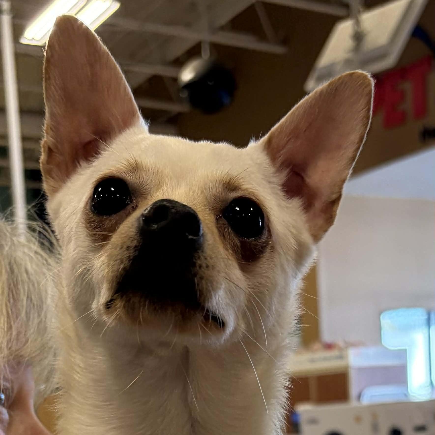 Enlarge Curly, a Adoptable mixed breed in Antioch, CA image 1/6