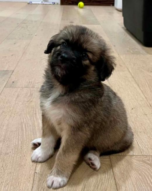 Hennessy, a ADOPTABLE mixed breed in Eutawville, SC image 2/5