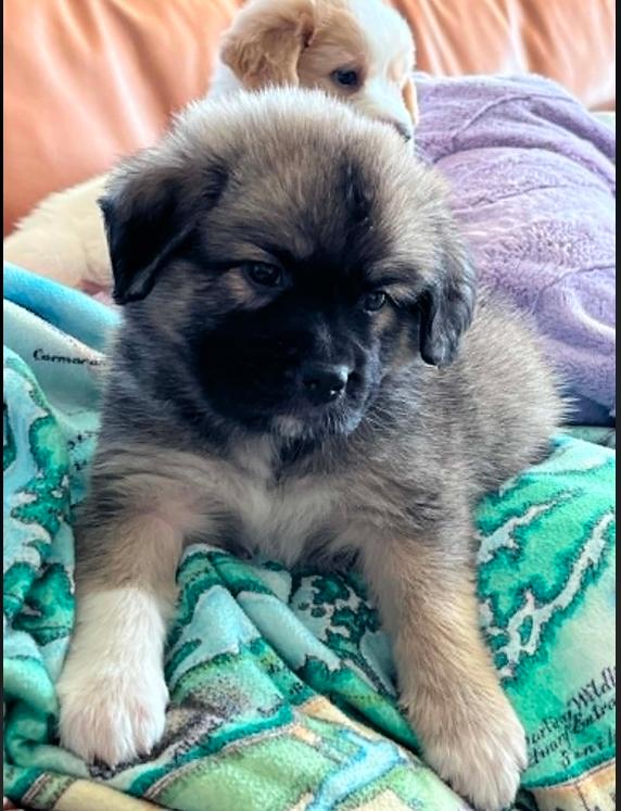 Hennessy, a ADOPTABLE mixed breed in Eutawville, SC image 1/5