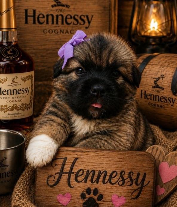 Hennessy, a ADOPTABLE mixed breed in Eutawville, SC image 3/5