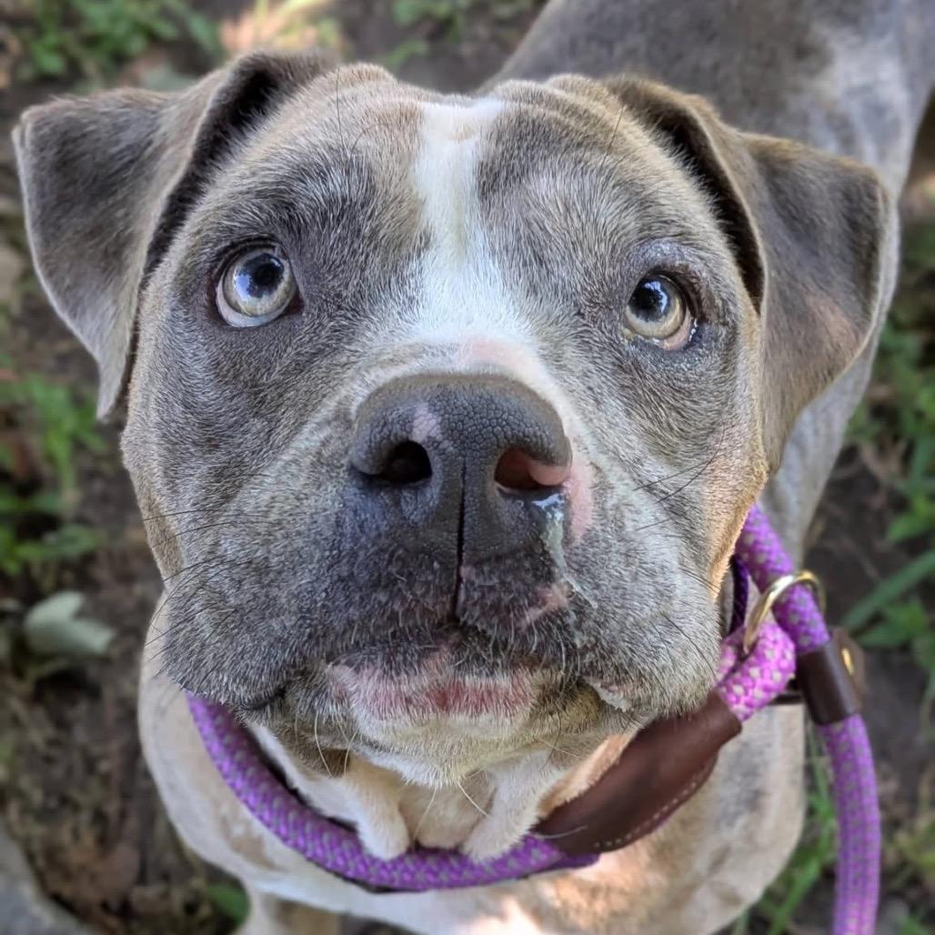 Enlarge Rose, a Adoptable Mixed Breed in Saint Charles, MO image 1/6
