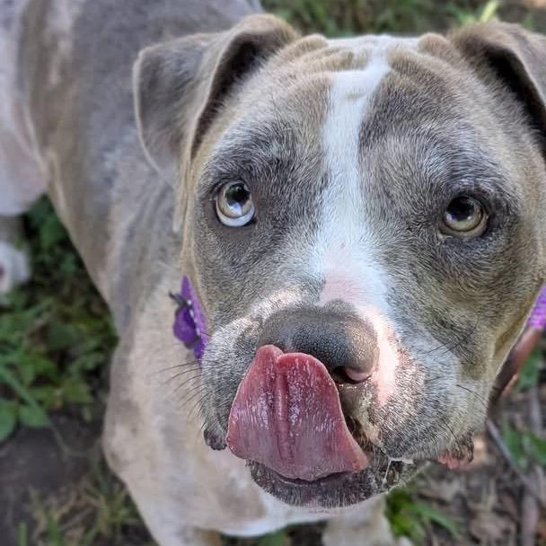 Enlarge Rose, a Adoptable Mixed Breed in Saint Charles, MO image 2/6