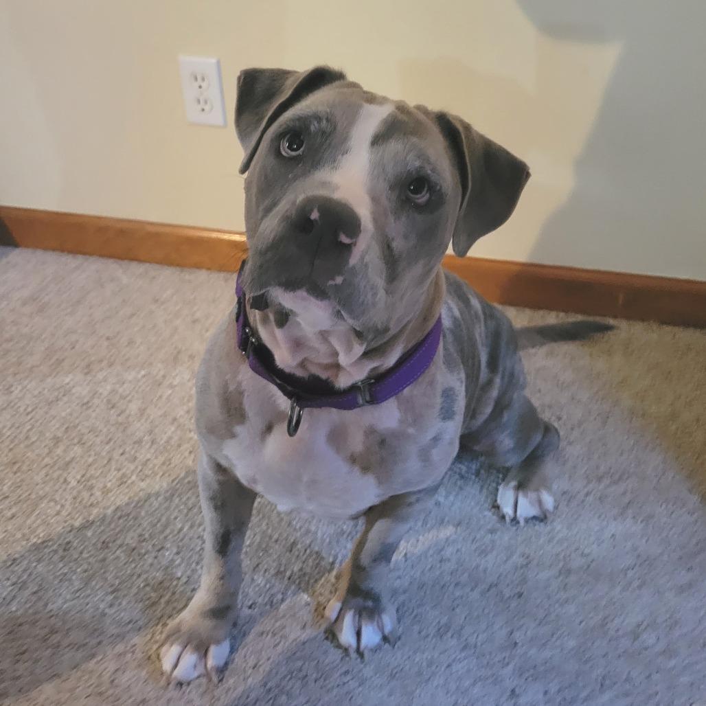 Enlarge Rose, a Adoptable Mixed Breed in Saint Charles, MO image 3/6
