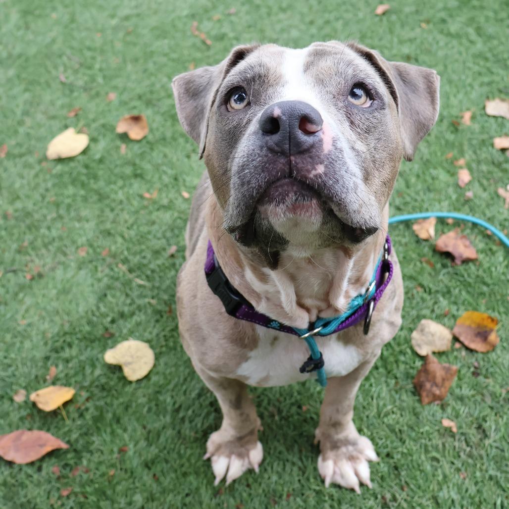 Enlarge Rose, a Adoptable Mixed Breed in Saint Charles, MO image 4/6