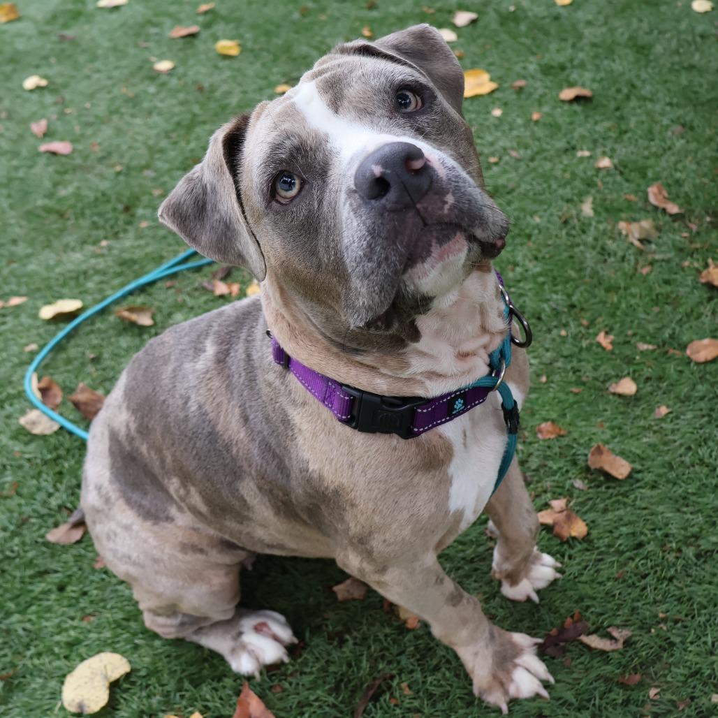 Enlarge Rose, a Adoptable Mixed Breed in Saint Charles, MO image 5/6