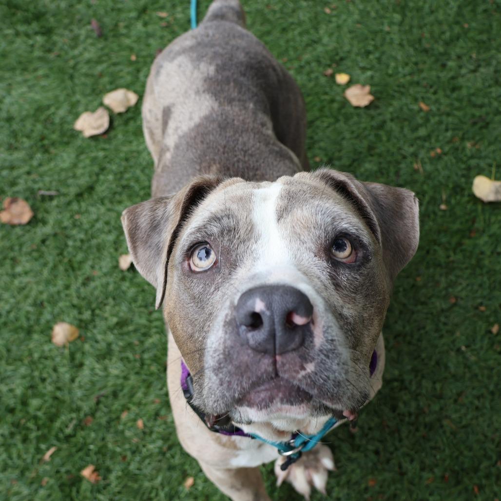 Enlarge Rose, a Adoptable Mixed Breed in Saint Charles, MO image 6/6