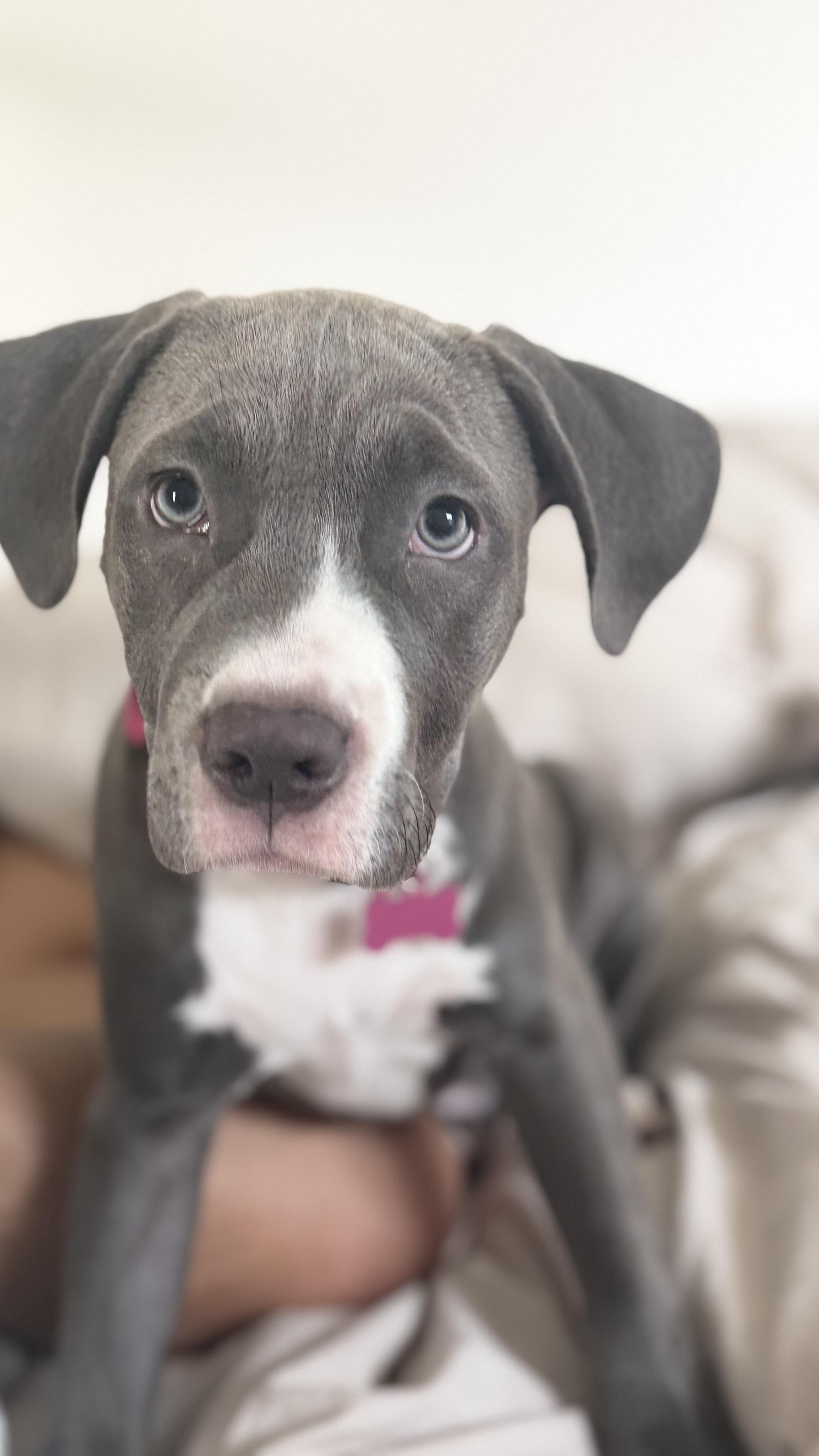 Enlarge Fiona-ADOPT Me!!, an adopted mixed breed in Redondo Beach, CA image 2/3