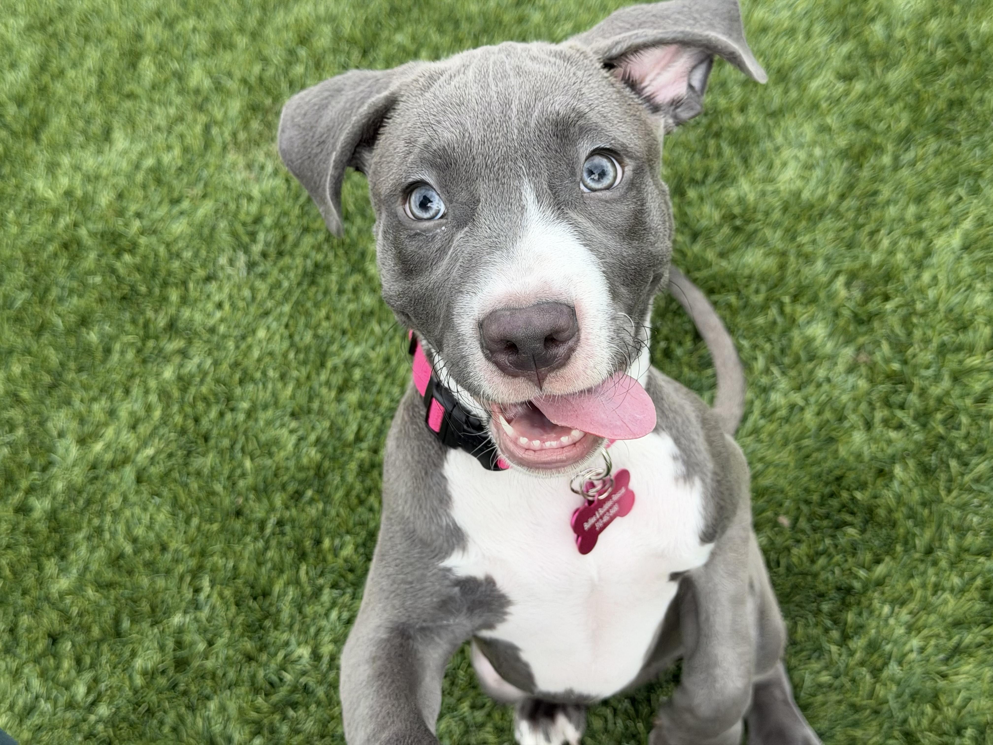 Enlarge Fiona-ADOPT Me!!, an adopted mixed breed in Redondo Beach, CA image 3/3