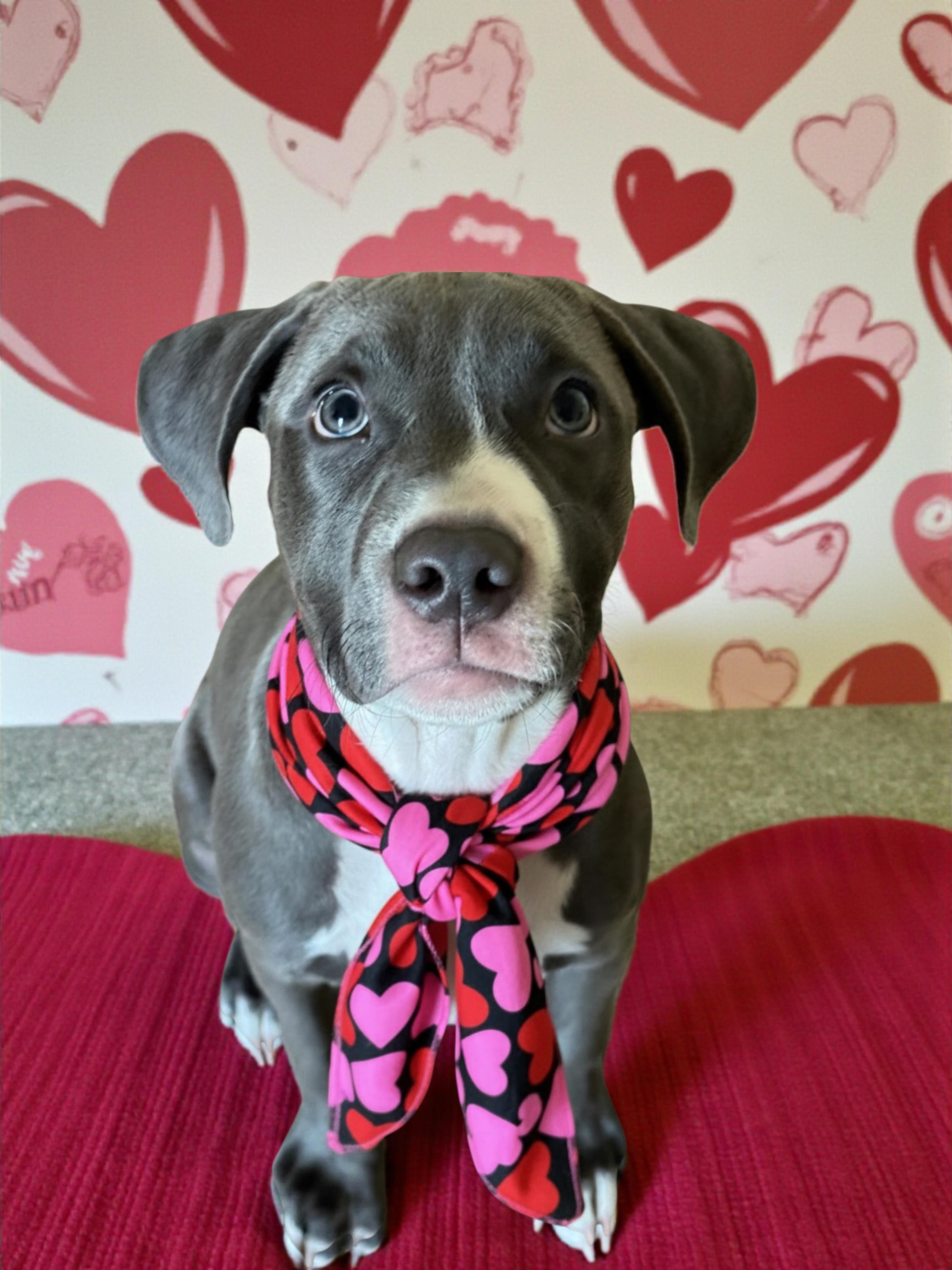 Fiona-ADOPT Me!!, adopted, Young Female Pit Bull Terrier.